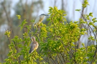 21354 Ardeola ralloides (Sgarza ciuffetto)